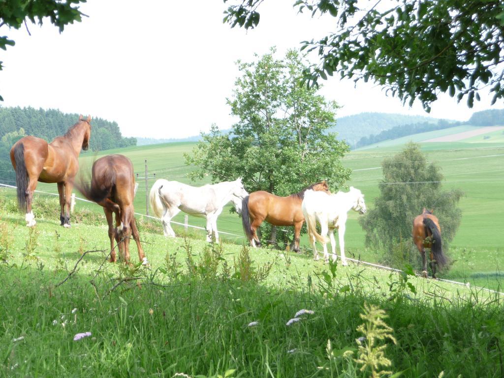 Sportpension Ramlhof Kollerschlag Luaran gambar