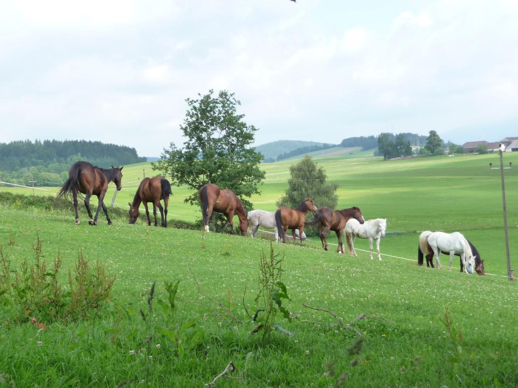 Sportpension Ramlhof Kollerschlag Luaran gambar